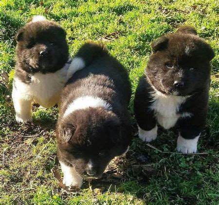 akita philippines|Akita Inu Puppies For Sale in the Philippines .